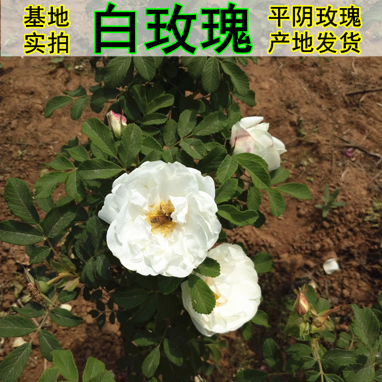 食用白玫瑰原生苗紫枝当年开花