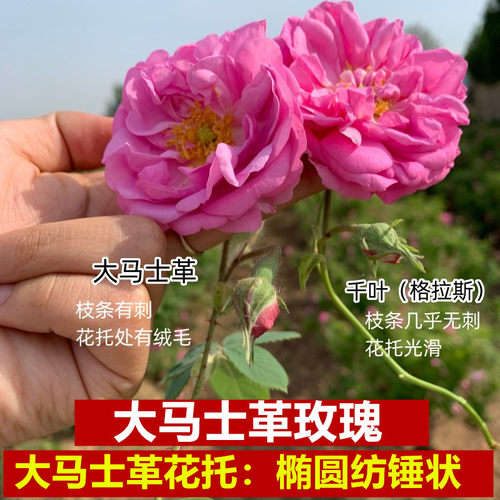 大马士革玫瑰灌木庭院