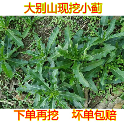 止鼻血草新鲜小蓟饮子七七芽小蓟刺菜 刺角芽刺儿菜带根500克