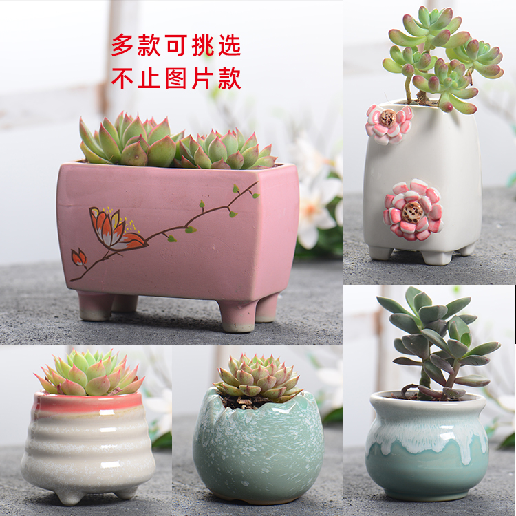 多肉陶瓷花盆手绘简约多款式