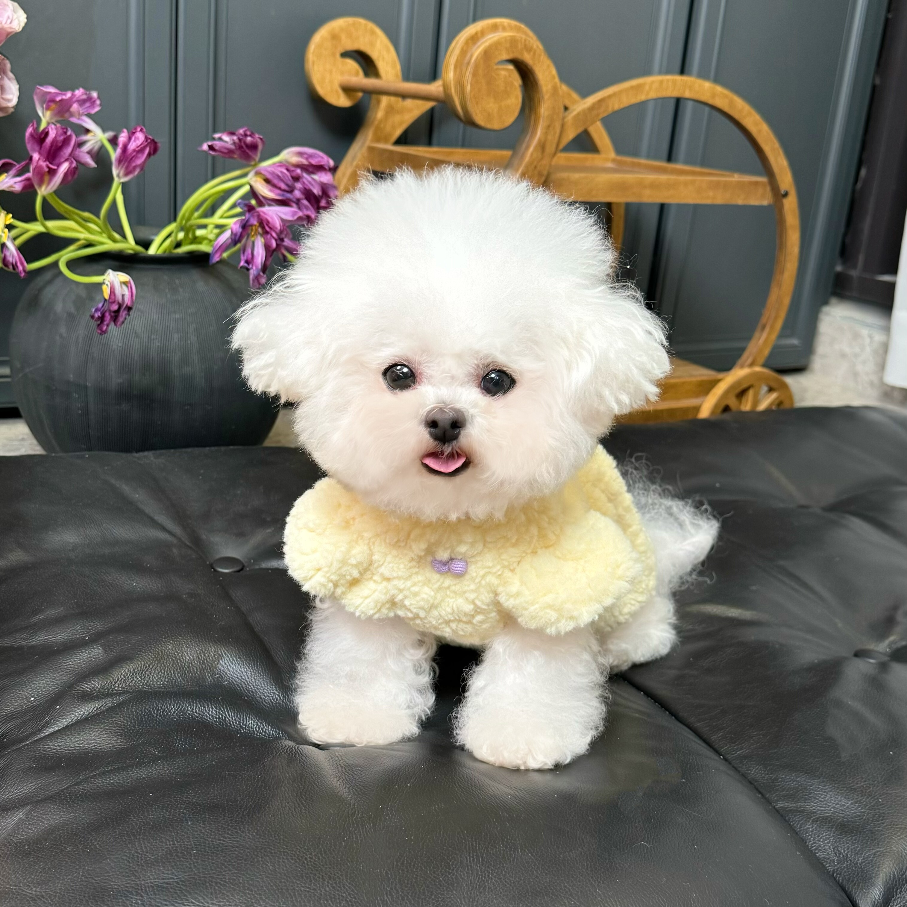 五只小白熊原创宠物衣服秋冬新款加绒加厚背扣开衫裙狗狗猫咪外套