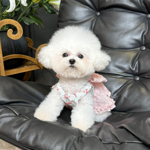 五只小白熊原创宠物衣服春夏款碎花蝴蝶结裙子狗狗猫咪薄款防晒衣