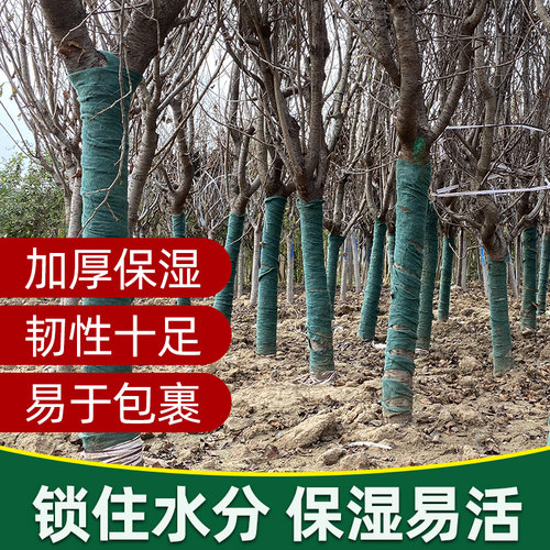 树木保温保湿布裹树布包树布缠绕冬季保暖防寒防冻无纺布缠树布条