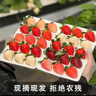 【顺丰空运】多彩草莓盲盒礼盒装白黑粉红橙色草莓5-8个品种随机