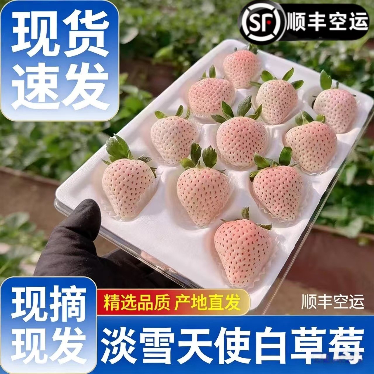 【顺丰空运】淡雪奶油白草莓新鲜水果礼盒节日生日礼物非丹东99