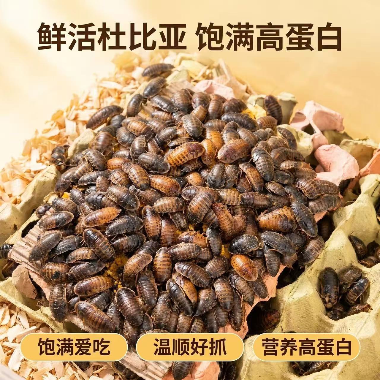 杜比亚蟑螂活虫蜥蜴蜘蛛画眉食物爬虫/鸣虫食物
