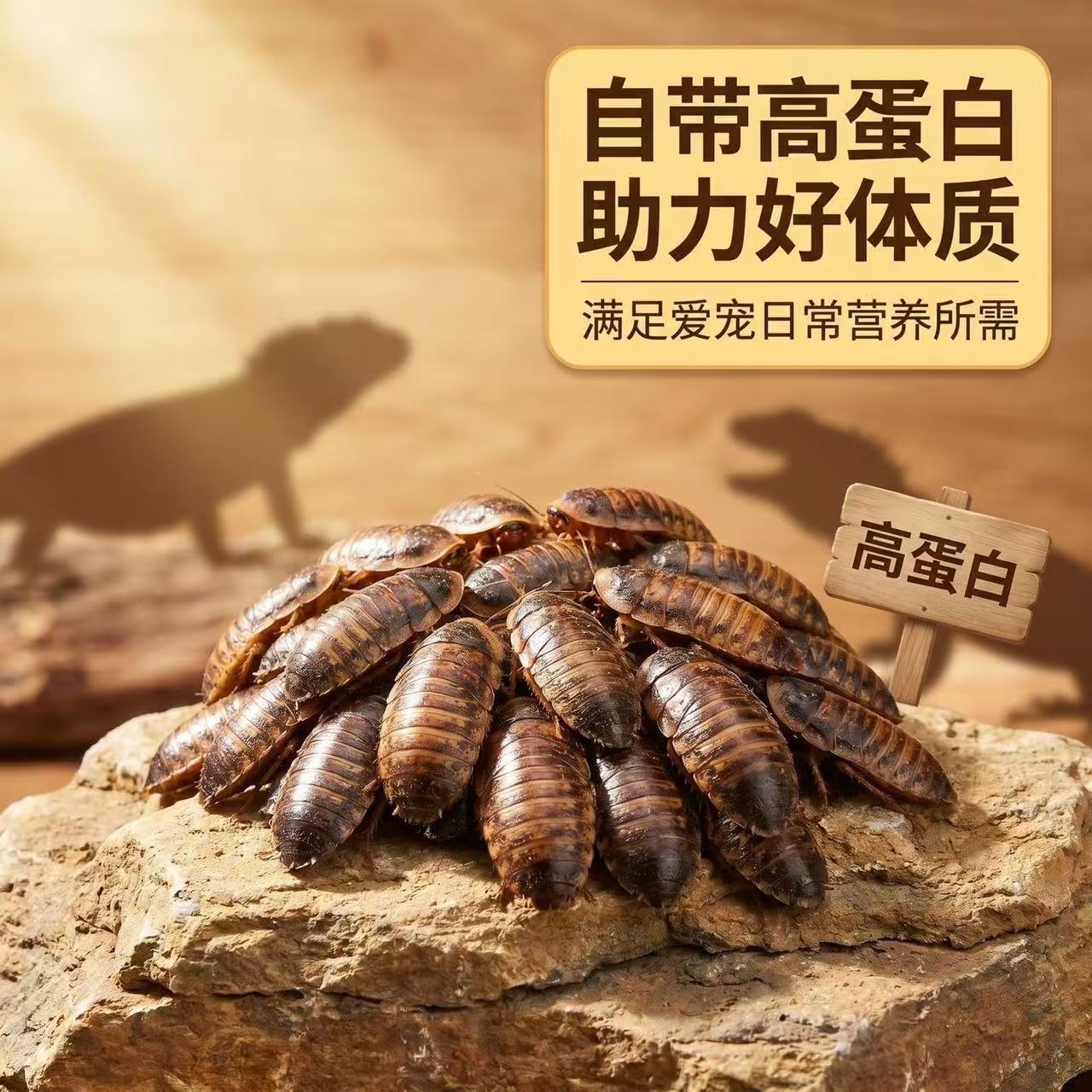 杜比亚蟑螂活虫幼体繁殖组蜥蜴龙爬虫/鸣虫食物