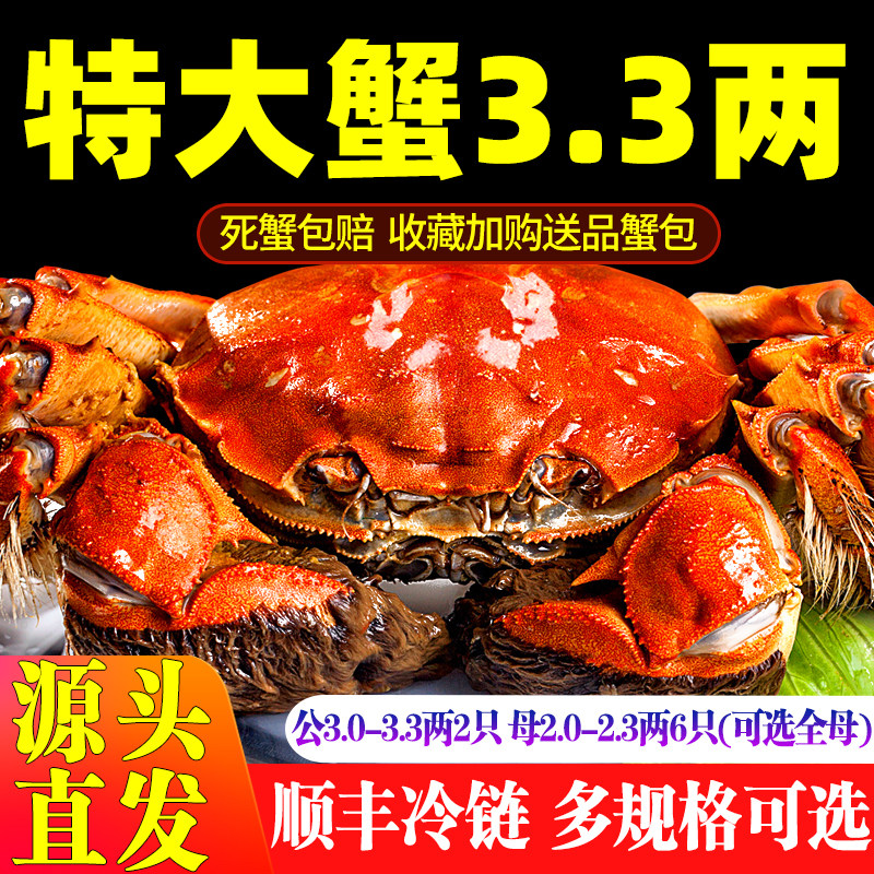 活蟹特大10只大闸蟹鲜活现货全母螃蟹官方旗舰店河蟹湖鲜礼盒湖蟹