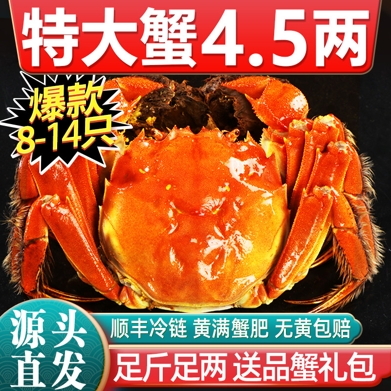 [活蟹]特大10只大闸蟹鲜活现货全母螃蟹官方旗舰阳澄礼盒湖鲜河蟹