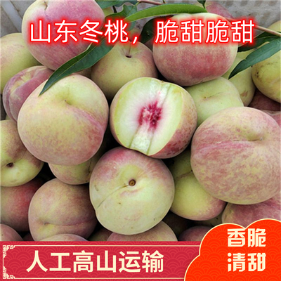 毛桃脆甜硬桃山东现摘现发