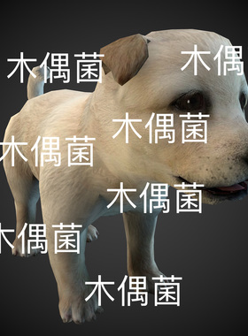 c4d fbx格式骨骼绑定狗子动物小狗动作文件 非实物C921