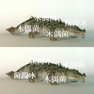 非实物C64 鳄鱼爬行动物骨骼绑定带动作文件模型 c4d fbx格式