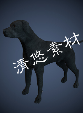 黑色拉布拉多3dmax c4d fbx格式狗模型宠物犬科动物骨骼绑定 812