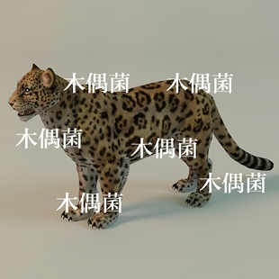 非实物C274 豹子骨骼绑定动作文件 四足动物花豹猎豹c4d fbx格式
