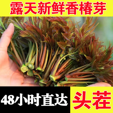 香椿芽新鲜嫩芽春芽菜野生香春芽山东特产现摘香椿头野生头茬香椿