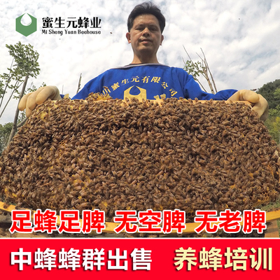 出售阿坝优质良种带子中蜂蜂群
