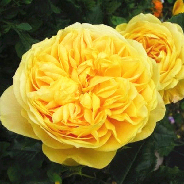 云梯花溪谷 黄色爱玫月季花盆栽玫瑰花苗特大花卉四季灌木阳台外