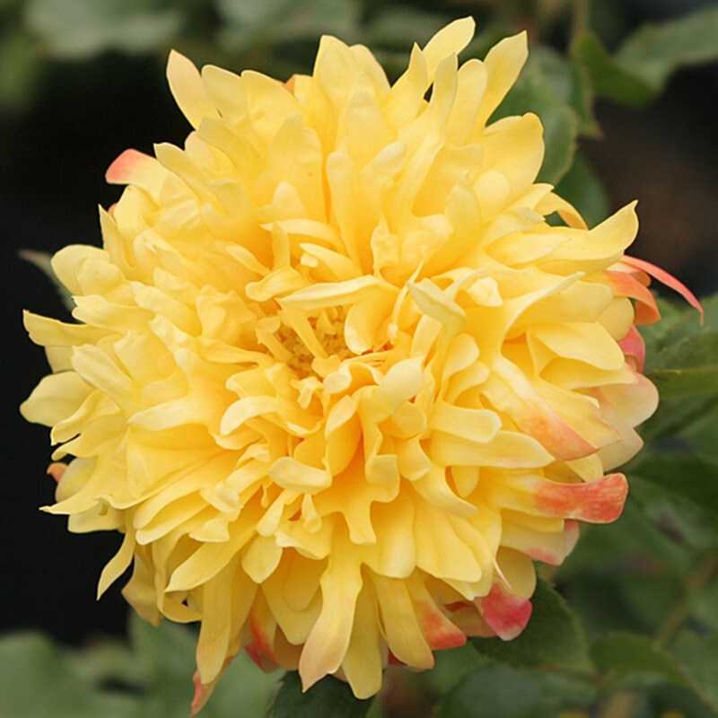 云梯花溪谷 烟花波浪月季花苗黄色灌木大花卉玫瑰盆栽室内外阳台