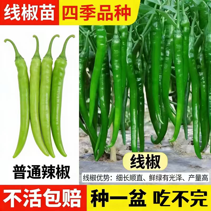 特长线椒苗中辣高产带土发