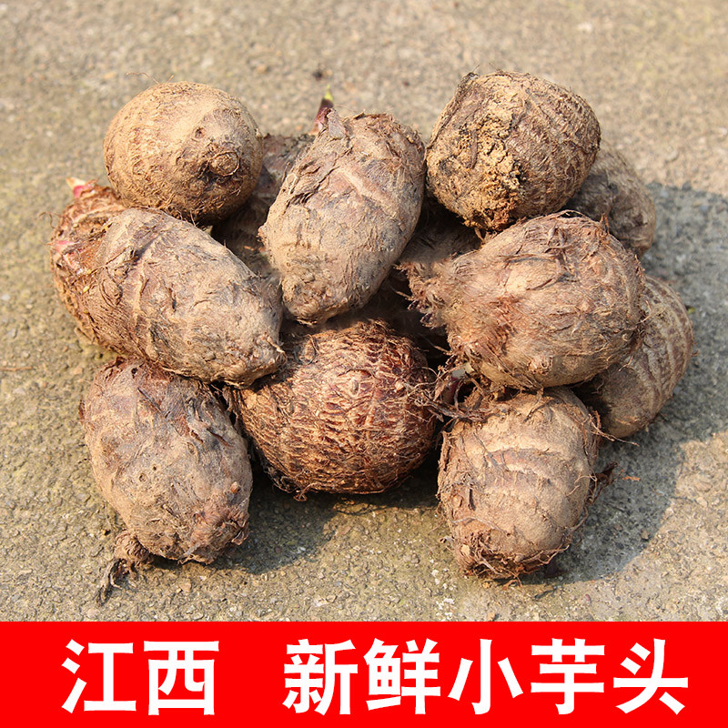 江西小芋头红芽芋小毛芋种子种籽芋头