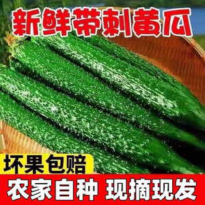 黄瓜新鲜现摘现发山东应季蔬菜带刺黄瓜清脆多汁长青瓜薄皮绿肉
