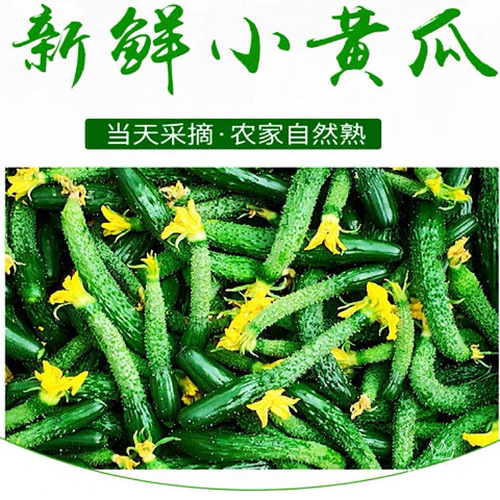 小黄瓜扭腌制酱瓜咸菜山东迷你小青瓜带刺黄瓜妞蔬菜新鲜现摘现发