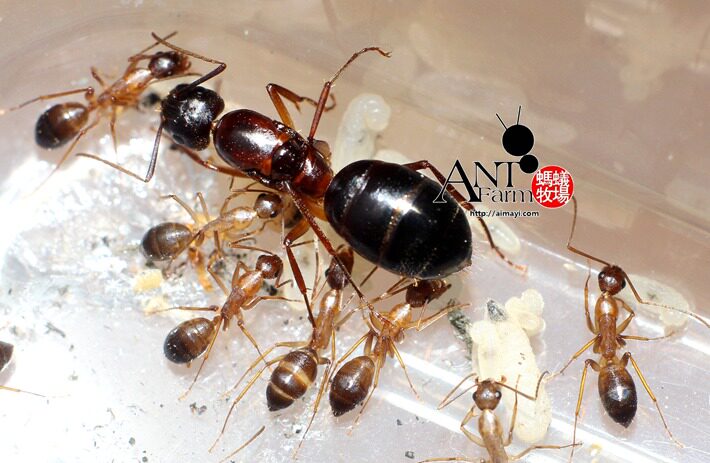 Camponotus sylvaticusin the Pet/Pet food and supplies , Reptile/Insects and supplies Ming , Ant  category - from Buy2taobao.com to provide professional Taobao agent buy service