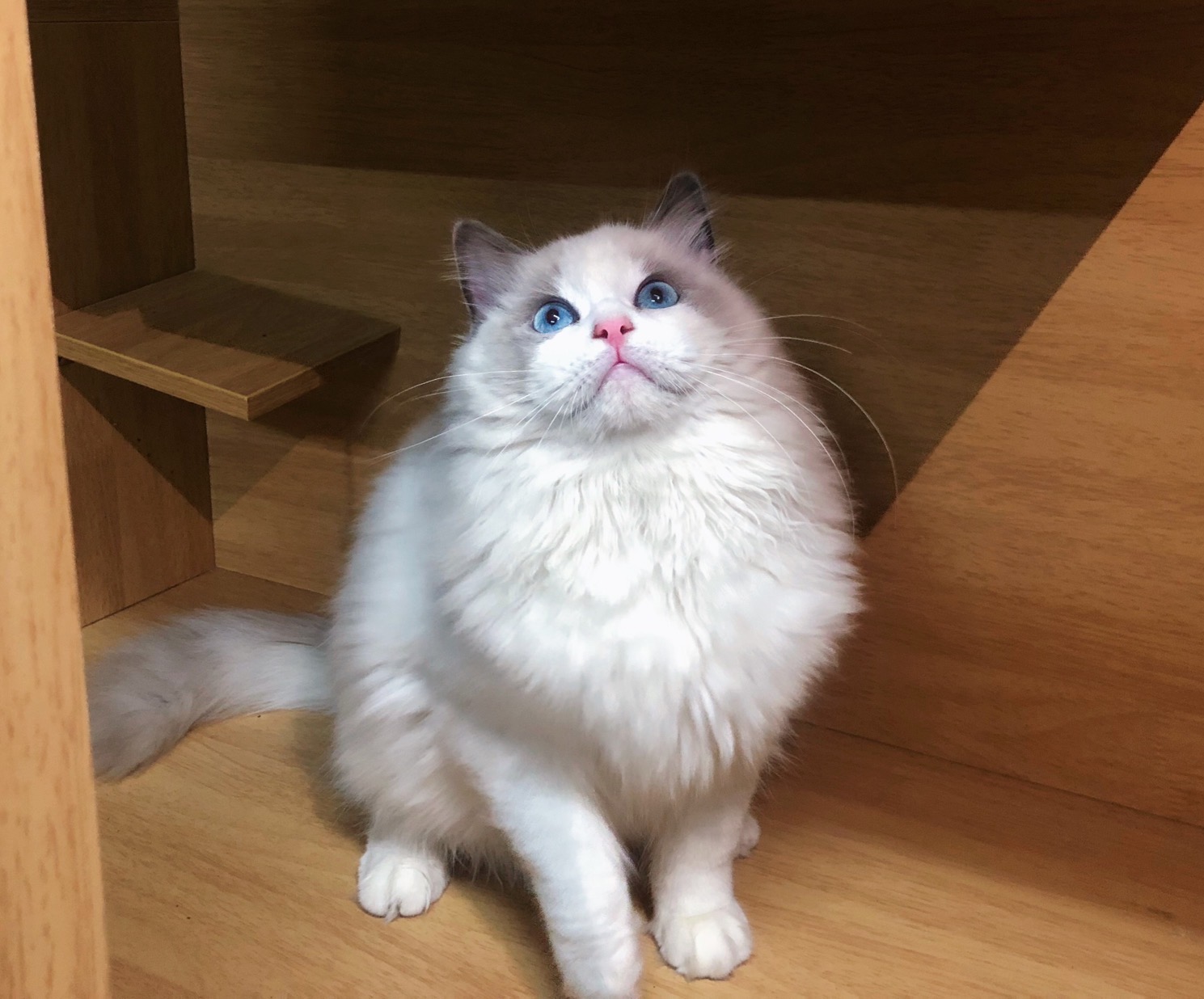 1n猫舍 蓝色双色布偶猫种公纯种长毛活体赛级血统猫咪