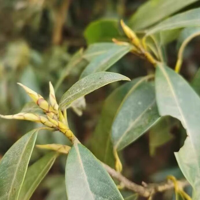 茶叶 老鹰茶 老荫茶老阴茶青川特产野生茶散装白茶 嫩茶50克包邮