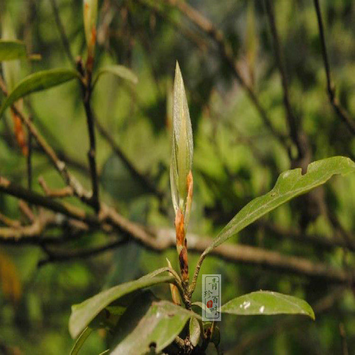 茶叶 老鹰茶 老荫茶老阴茶青川特产野生茶散装白茶 嫩茶50克包邮