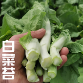 湖北新鲜白菜苔绿菜苔菜薹菜心绿色脆嫩应季 蔬菜农家露天自种特产