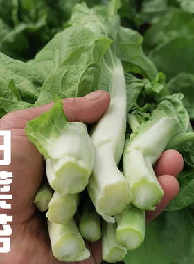 湖北新鲜白菜苔绿菜苔菜薹菜心绿色脆嫩应季蔬菜农家露天自种特产