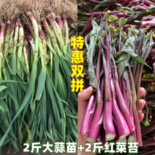 湖北正宗红菜苔新鲜红皮大蒜苗紫菜苔打霜菜薹红油应季时令蔬菜