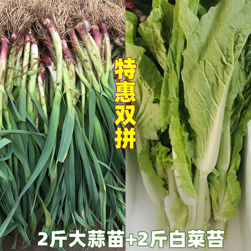 湖北正宗白菜苔新鲜红皮大蒜苗露天打霜应季时令蔬菜农家自种现摘,水产肉类/新鲜蔬果/熟食,叶菜类,淘宝优惠券,粉丝福利购,淘宝优惠卷