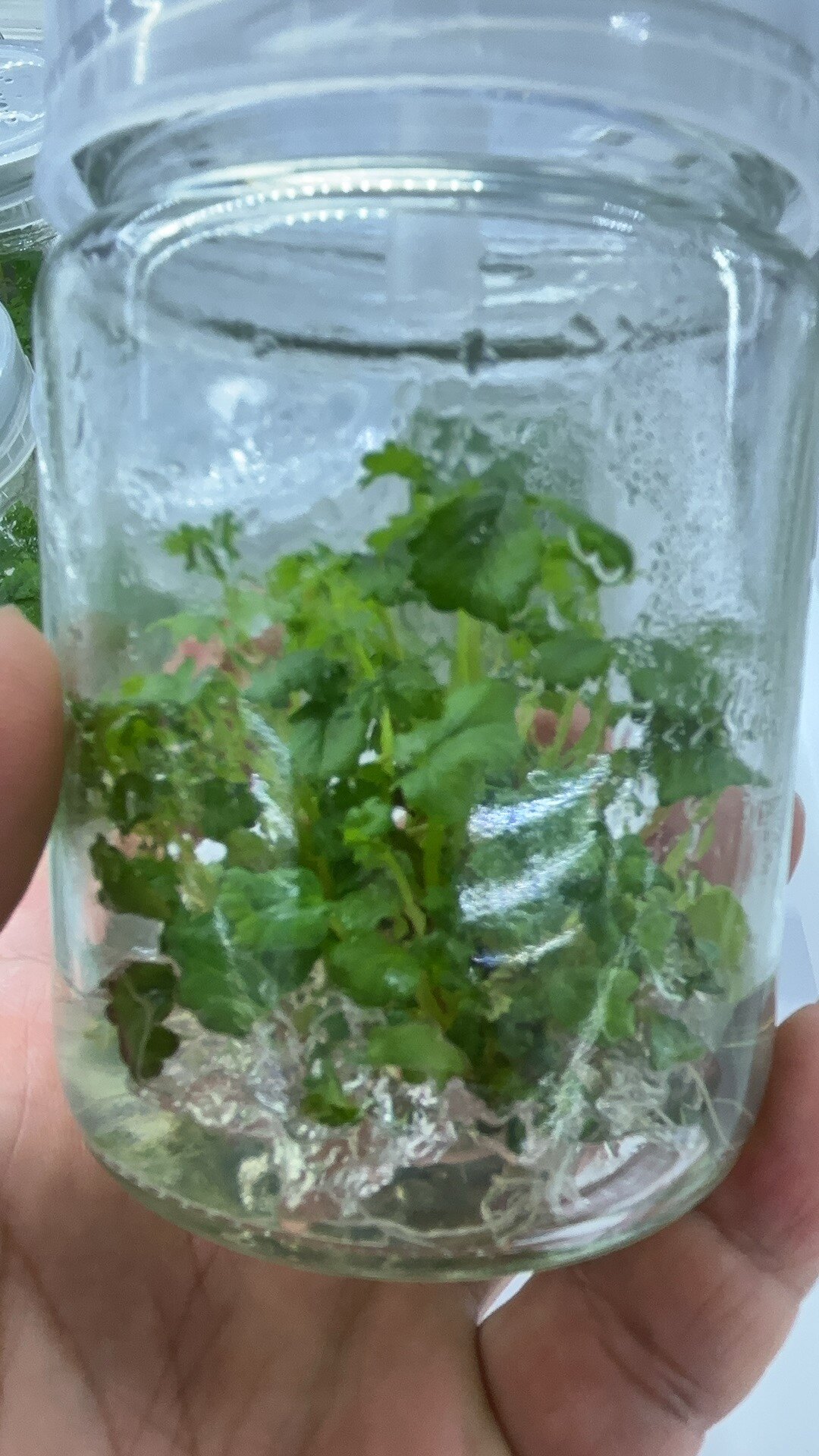 草莓组培苗继代瓶苗可扩繁可用来观赏品种齐全顺丰包邮