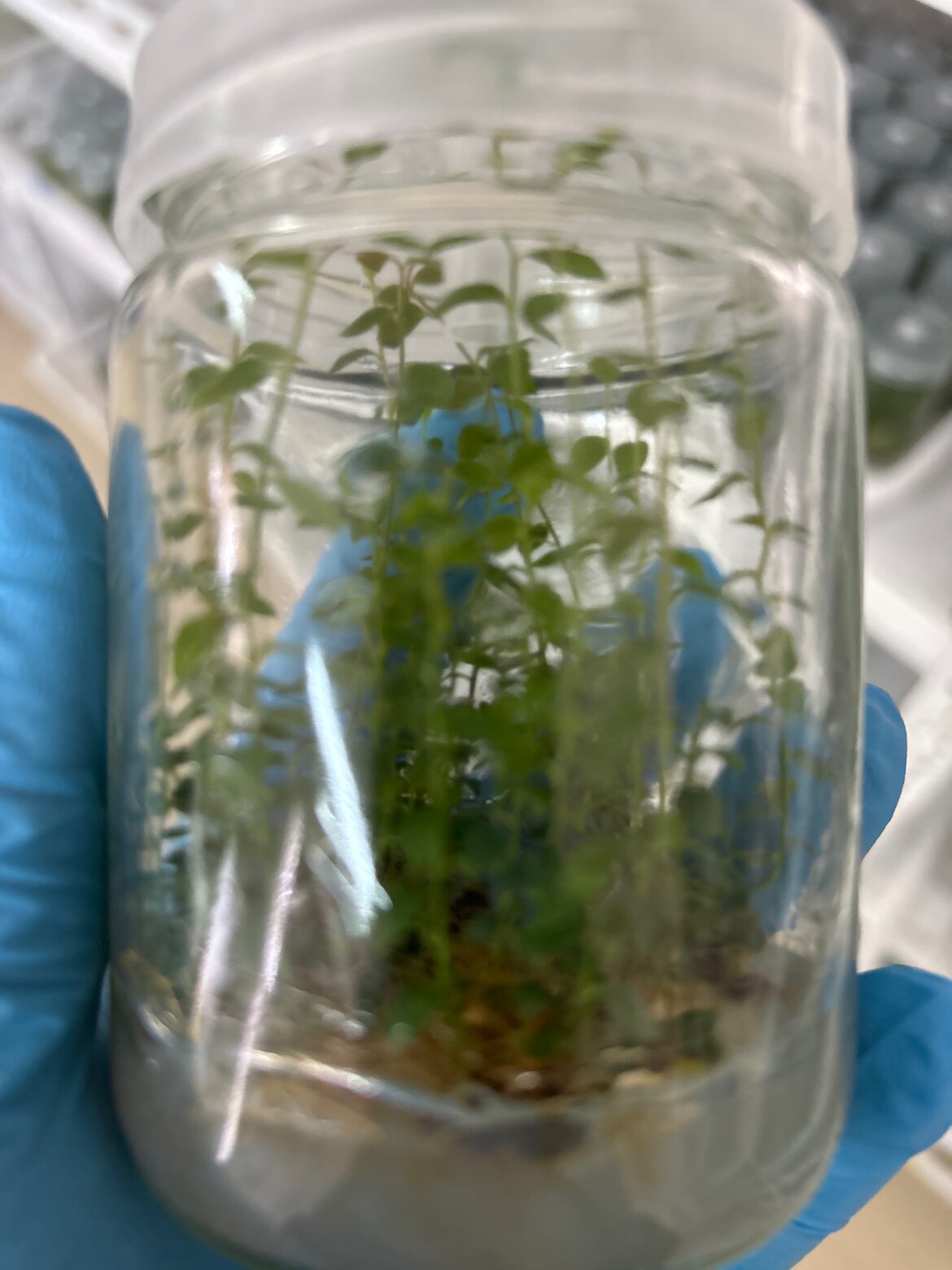 蓝莓试管组培瓶苗可以阳台庭院楼顶种植二年结果瓶外生根顺风包邮