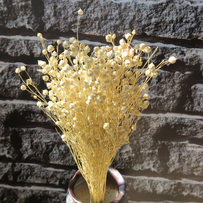 云南昆明天然干花真特价花千日红摄影装饰 摆设diy插花冬晨花语