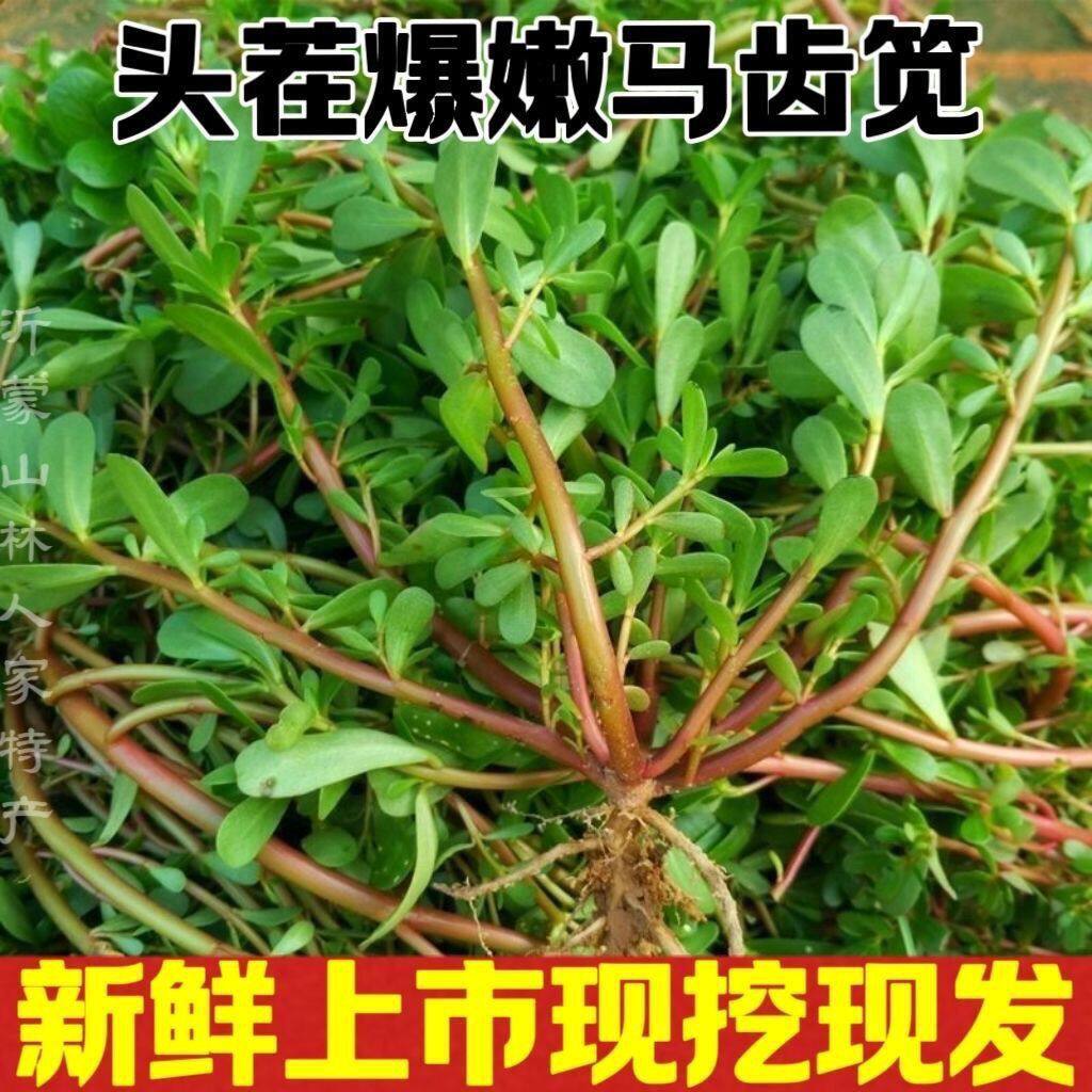 新鲜马齿苋现挖野菜纯天然长寿菜马蜂菜食用凉拌潮汕猪母菜老鼠耳