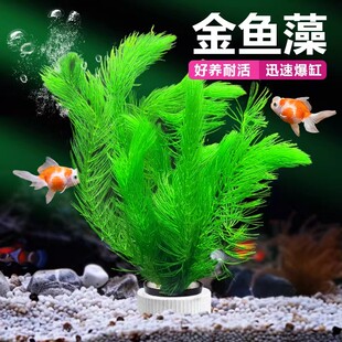 金鱼藻水草带根鱼缸专用造景淡水绿植净化水质好养活新手懒人水族