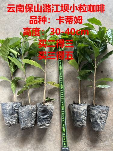 云南咖啡卡蒂姆咖啡保山潞江小粒咖啡小盆栽庭院地栽树咖啡树