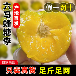 正宗贵州镇宁六马蜂糖李新鲜脆甜应季水果脱骨果园产地礼盒装5斤
