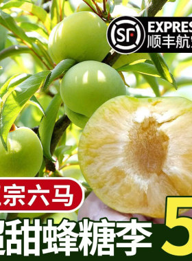 贵州镇宁六马蜂糖李新鲜李子
