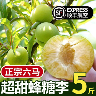正宗顺丰空运贵州镇宁六马蜂糖李新鲜脱骨李子应季现摘水果礼盒