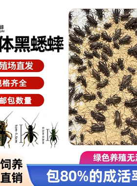 中华双斑油葫芦蟋蟀 可食用蛐蛐 宠物活体饲料昆虫养殖场直发现货