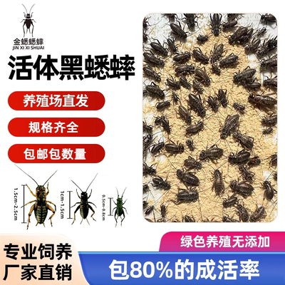 中华双斑油葫芦蟋蟀 可食用蛐蛐 宠物活体饲料昆虫养殖场直发现货