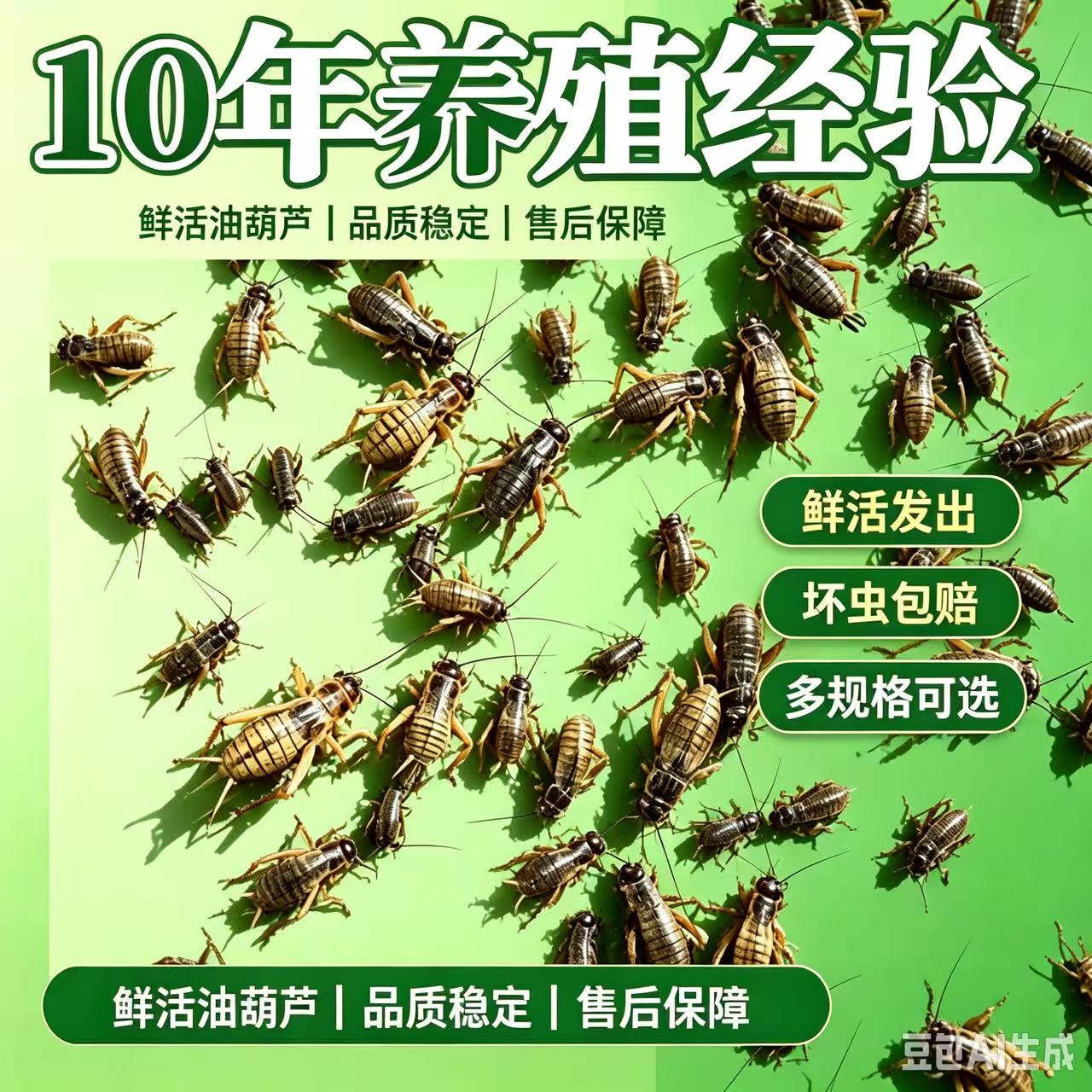 中华双斑油葫芦蟋蟀 可食用蛐蛐蟋蟀/蝈蝈