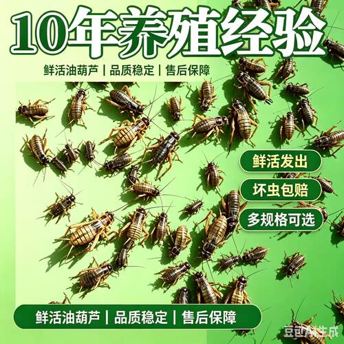 中华双斑油葫芦蟋蟀 可食用蛐蛐 宠物活体饲料昆虫养殖场直发现货