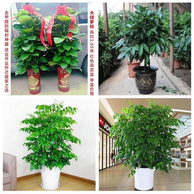 朋友公司开业发财树幸福树广东中山市三角镇横栏镇南头镇同城花店