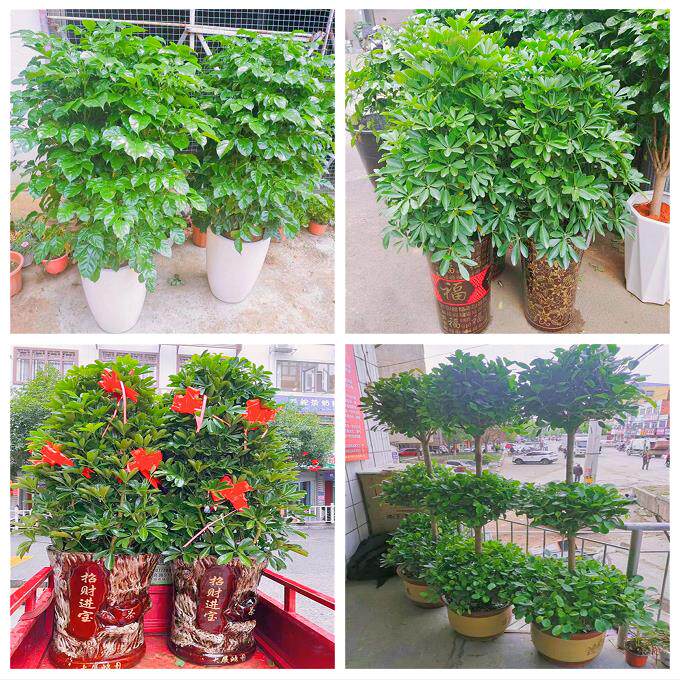 新居入伙店铺开张公司开业绿植花篮湖南常德市安乡县武陵区鼎城区