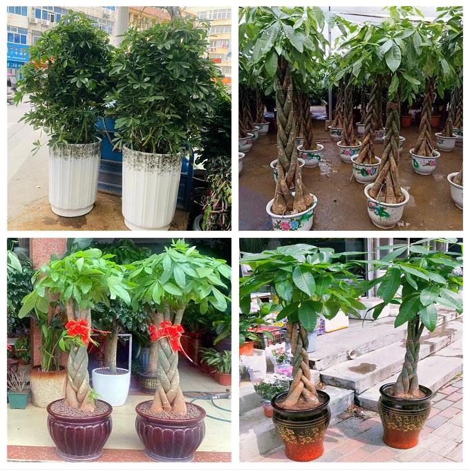 新居入伙店铺开张公司开业绿植花篮陕西汉中市略阳镇巴留坝佛坪县